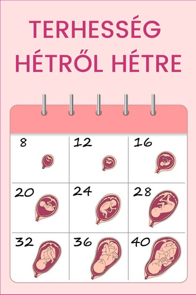Terhesség hétről hétre