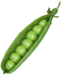 13 HETES TERHESSÉG