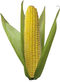 24 HETES TERHESSÉG